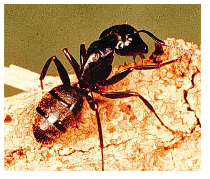Carpenter Ant